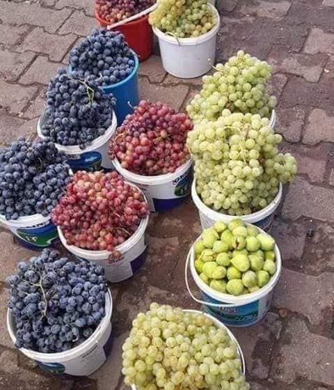  صيف العنب والتين