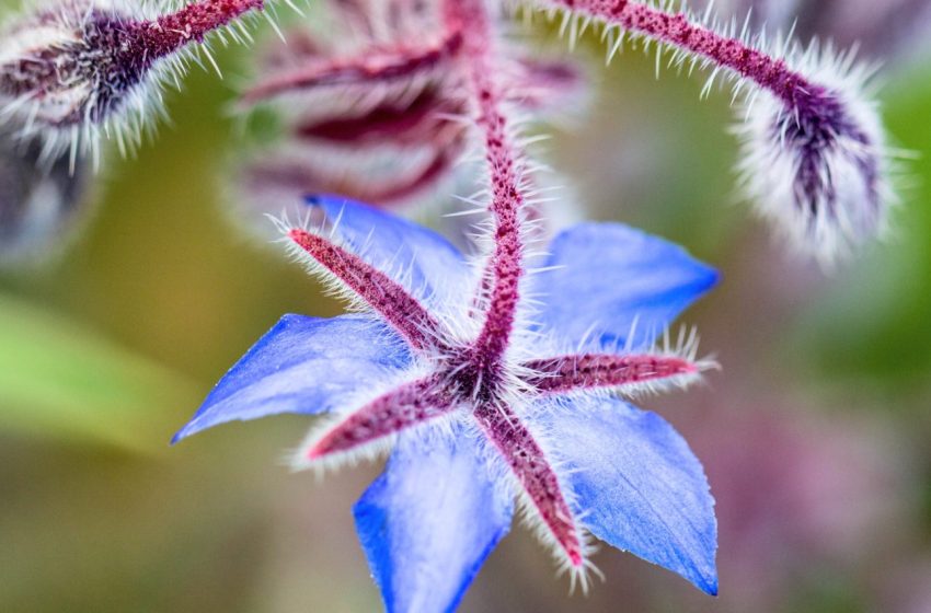  وصفة عشبية قديمة تنتقل من كونها خرافة إلى حقيقة