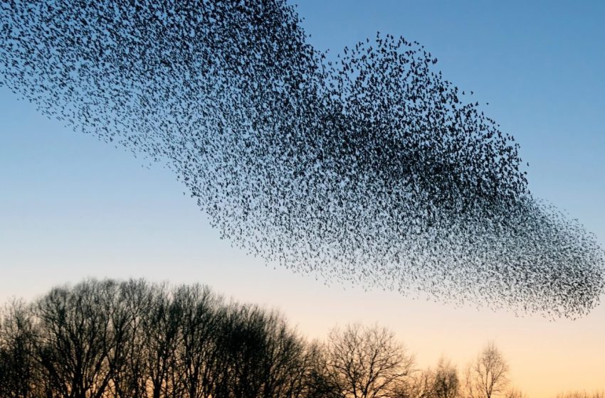  تكشف أسراب الحيوانات عن نوع جديد من الذكاء